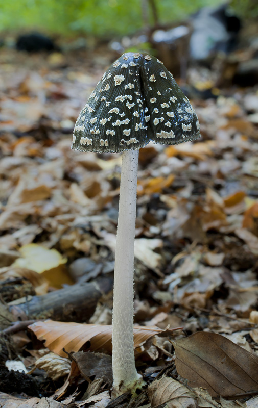 Coprinopsis picacea